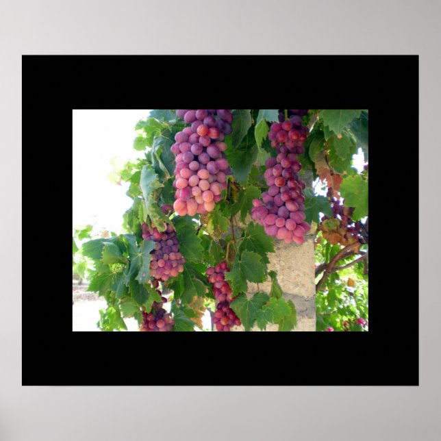 Poster de uvas (Frente)