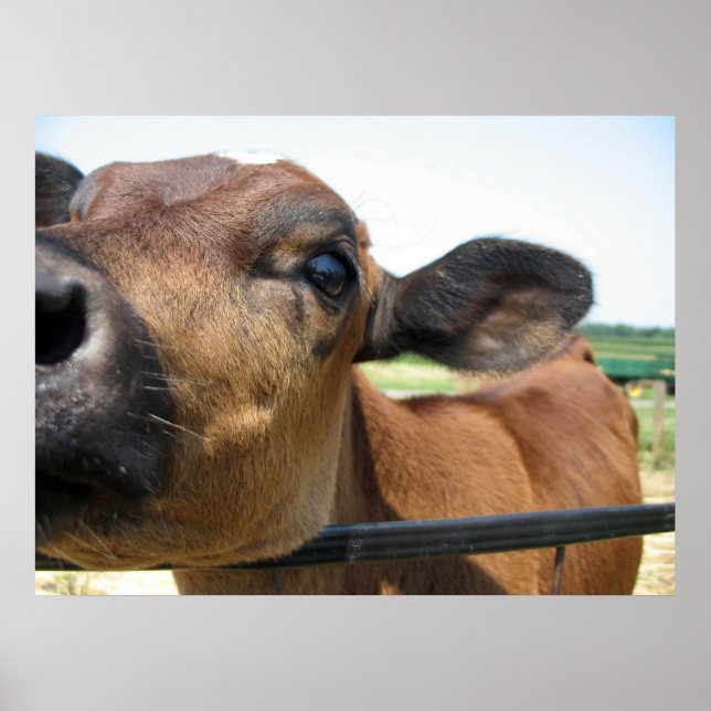 Poster de vaca curiosa (Frente)