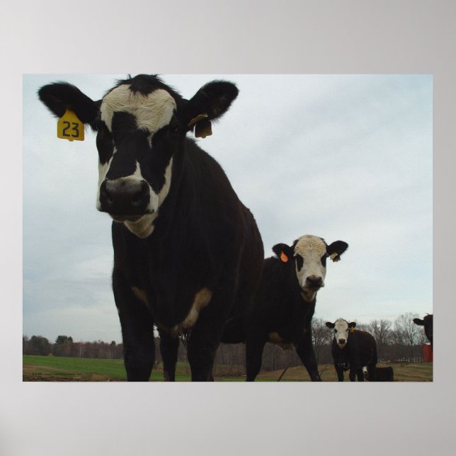 Poster de vacas curiosas 2 (Frente)