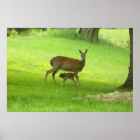 Poster de veado branco (Doe and Fawn)
