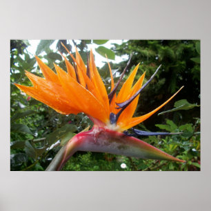 Poster de ventilador