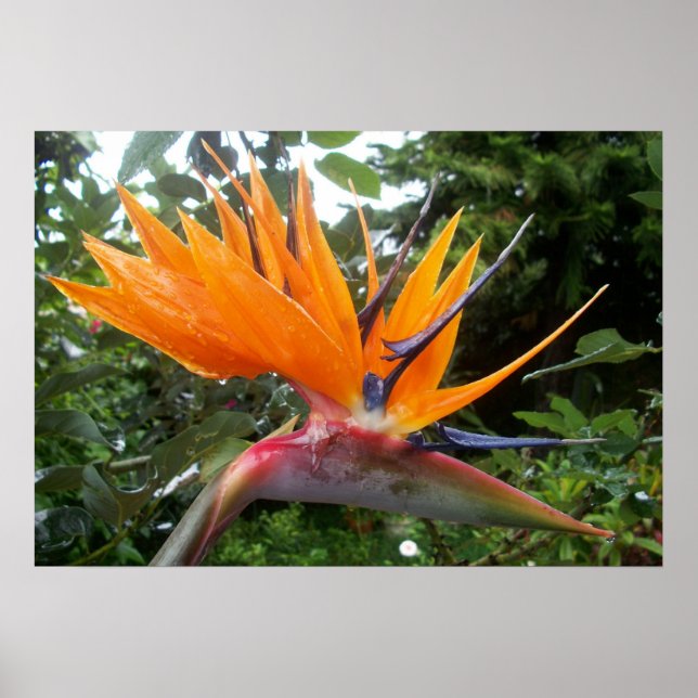 Poster de ventilador (Frente)