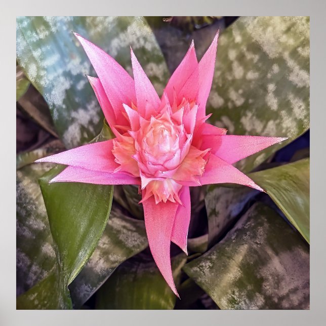 Poster de ventilador (Frente)