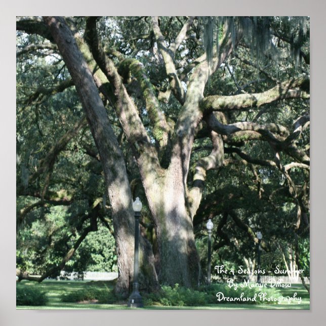 Poster de Verão de 4 estações (Frente)