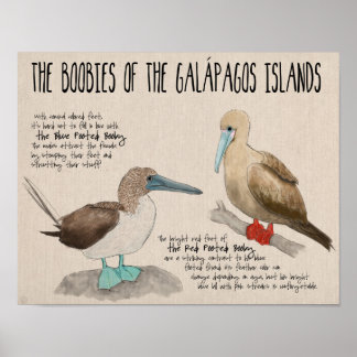 Poster de viagens: Aves das Ilhas Galápagos