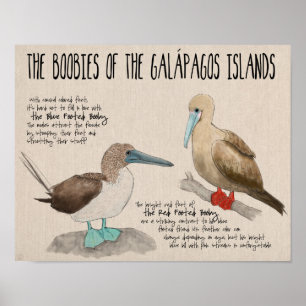 Poster de viagens: Pássaros das Ilhas Galápagos