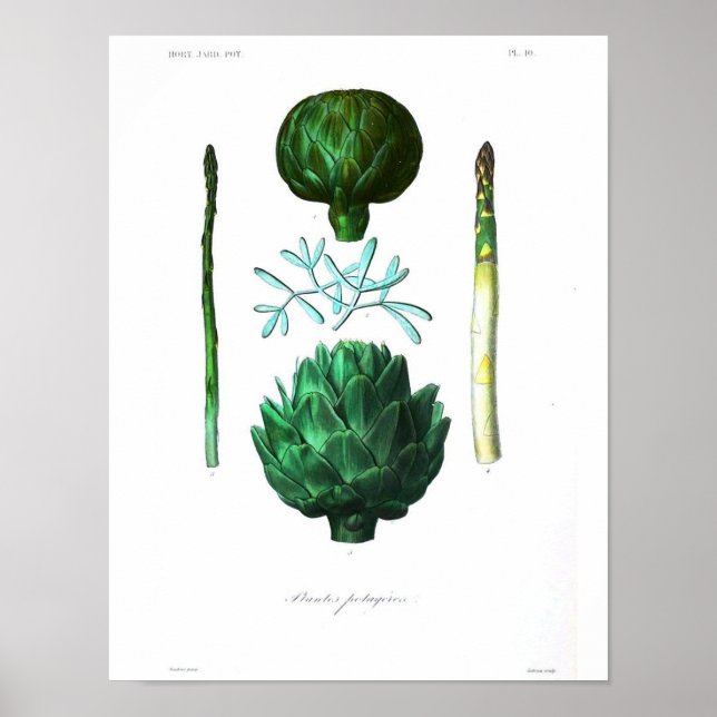 Poster de Vintage Botânica - Artichoke (Frente)