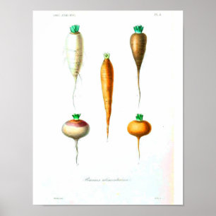 Poster de Vintage Botânica - Cenouras