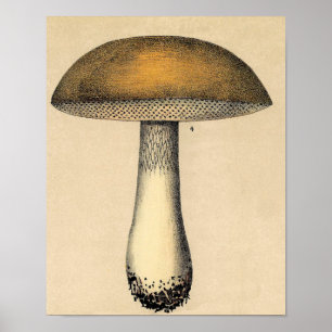 Poster de Vintage Botânica - Cogumelo