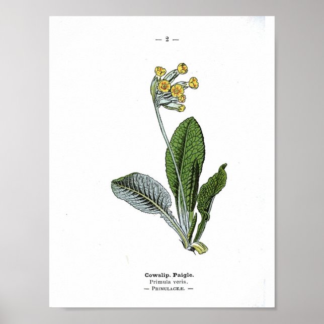 Poster de Vintage Botânica - Cowslip (Frente)