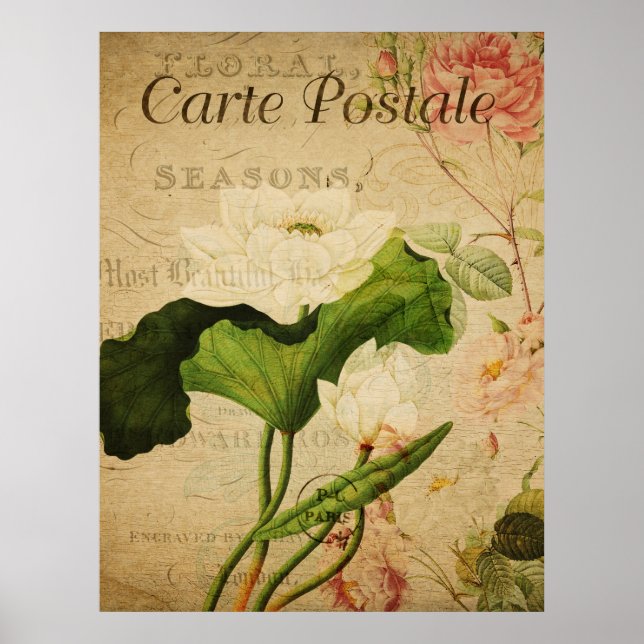 Poster de Vintage Botânica - Flor de Lotus (Frente)