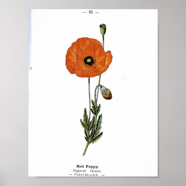 Poster de Vintage Botânica - Flor Vermelho Poppy (Frente)