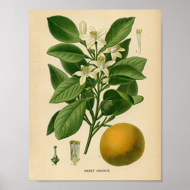Poster de Vintage Botânica - Laranja Doce (Frente)