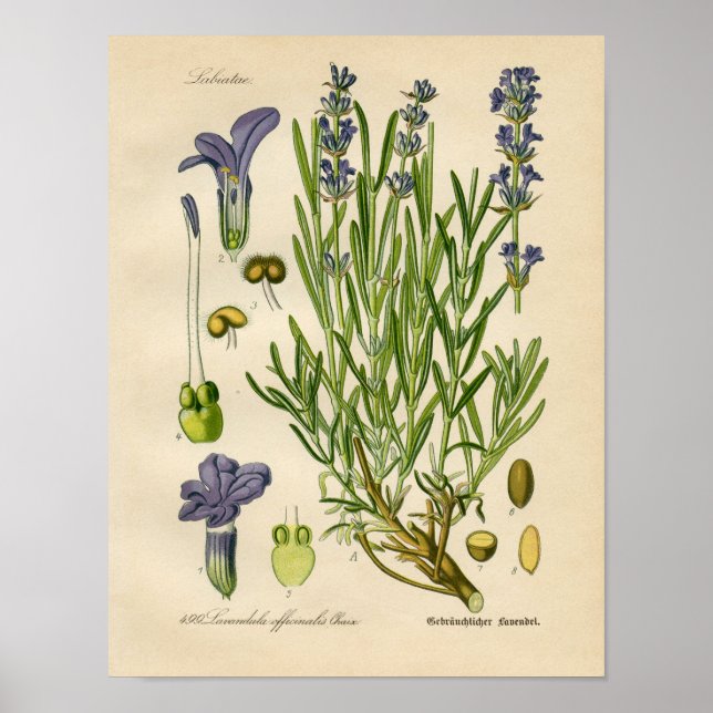 Poster de Vintage Botânica - Lavanda (Frente)
