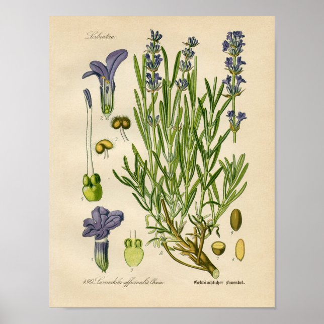 Poster de Vintage Botânica - Lavanda (Frente)