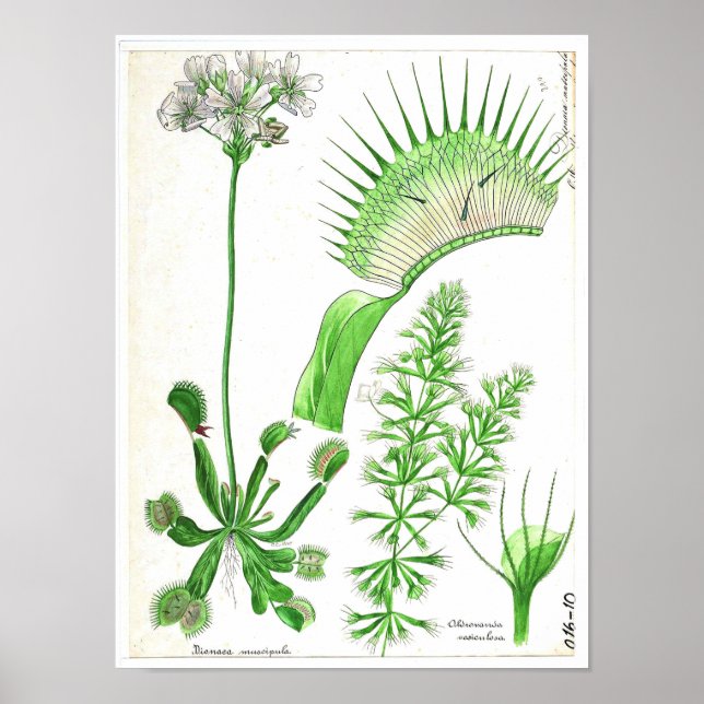 Poster de Vintage Botânica - Planta Carnívora (Frente)