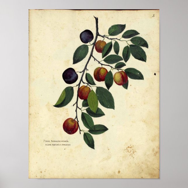 Poster de Vintage Botânica - Plum (Frente)