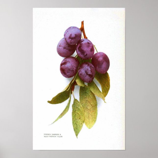 Poster de Vintage Botânica - Plum (Frente)