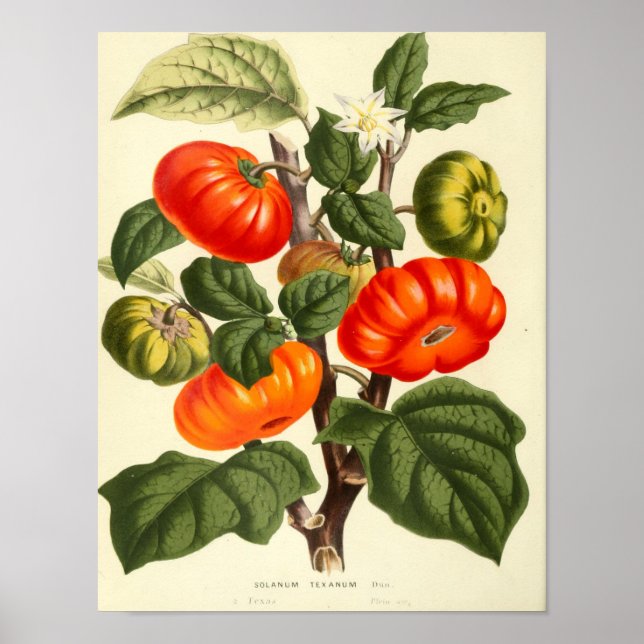 Poster de Vintage Botânica - Tomate (Frente)