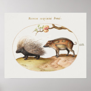 Poster de Vintage Porcupine