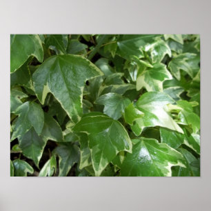 Poster de vírgula variável
