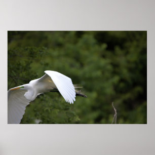 Poster de Voo Egret do excelente