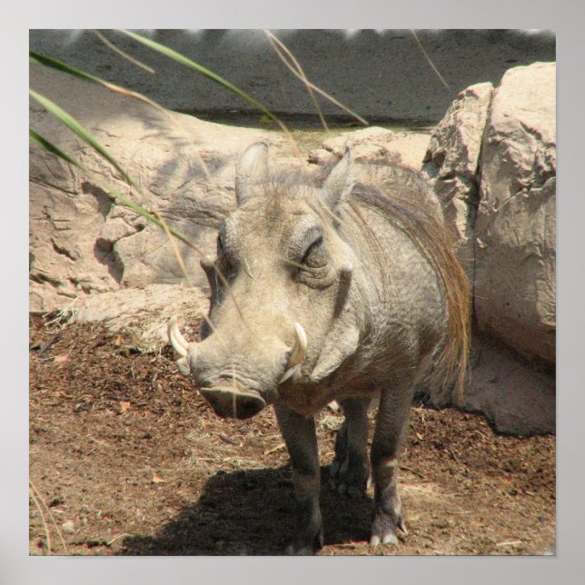 Poster de Warthog (Frente)