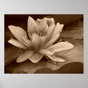 Poster de Water Lilly