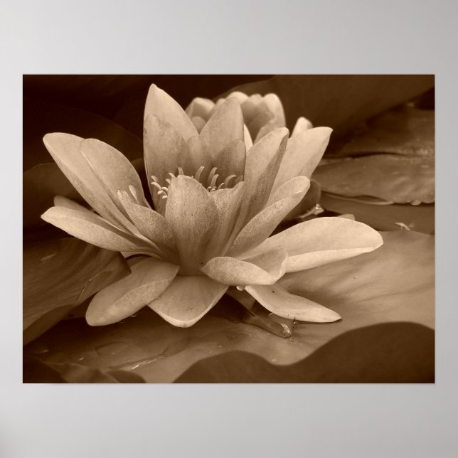Poster de Water Lilly (Frente)