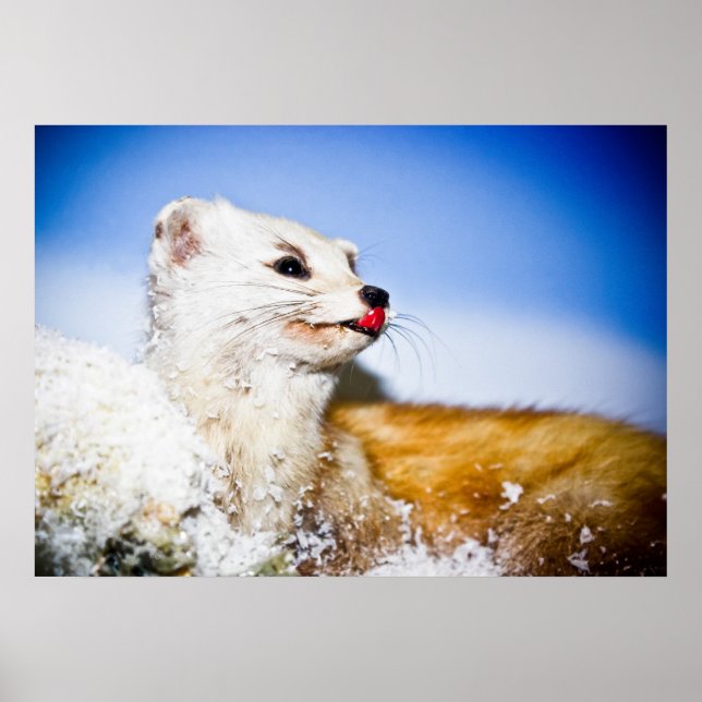 poster de weasel (Frente)