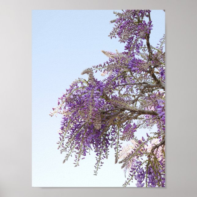 Poster de Wisteria Puro (Frente)