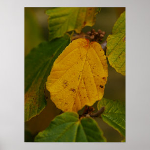 Poster de Witch Hazel