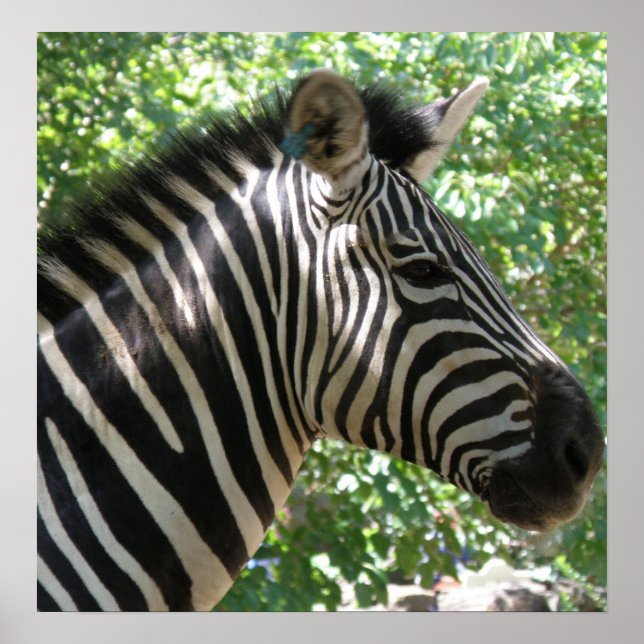 Poster de Zebra Cuja (Frente)