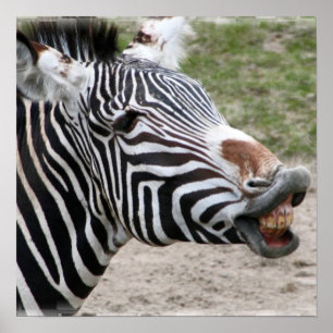 Poster de Zebra Sorridente