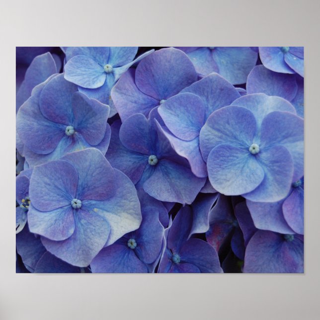 Poster de Zoom Hydrangea (Frente)