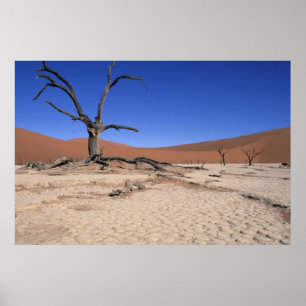 Pôster Dead Vlei, Sossusvlei, Parque Nacional Namib-Naukl