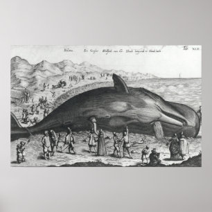 Pôster Dead whale