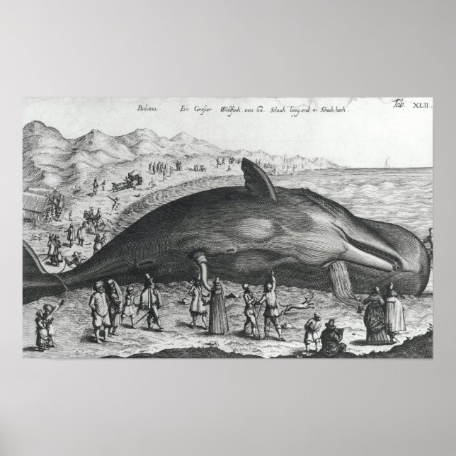 Pôster Dead whale (Frente)