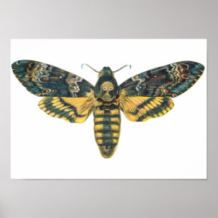 Poster Death's Head Hawk Moth, Large Moth, Moth Print