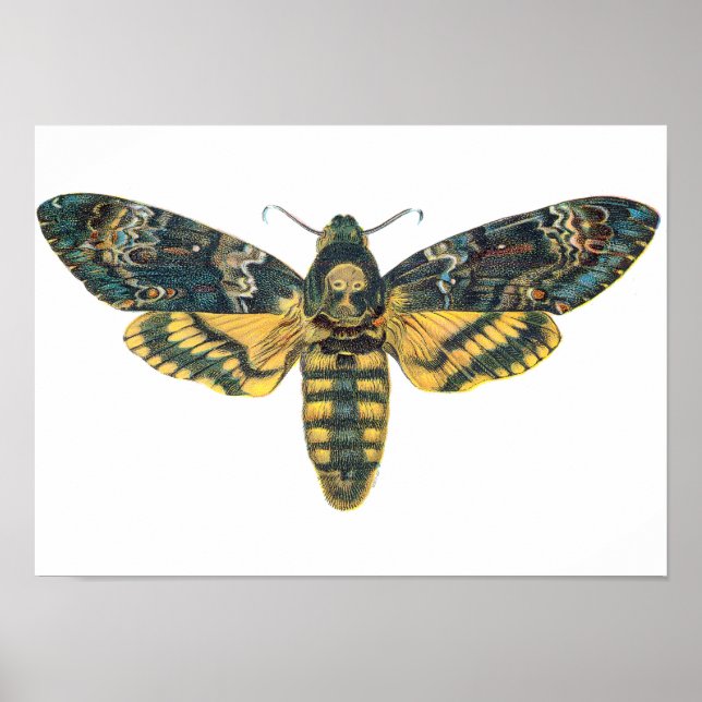 Poster Death's Head Hawk Moth, Large Moth, Moth Print (Frente)