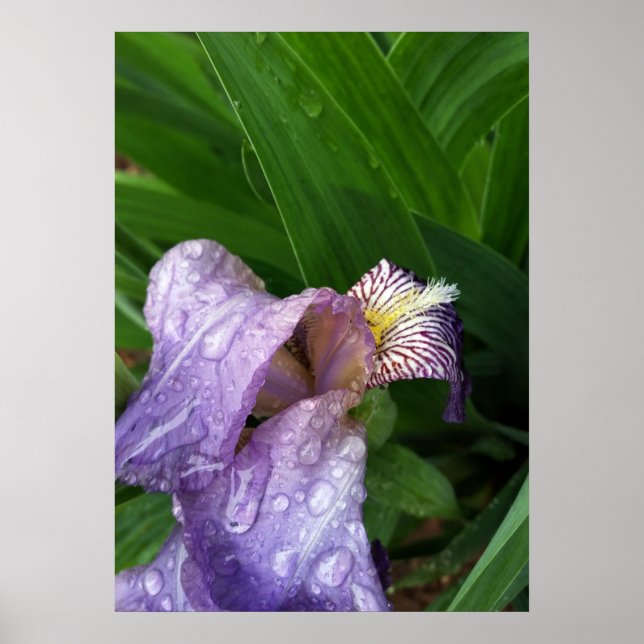 Poster debaixo da chuva (Frente)