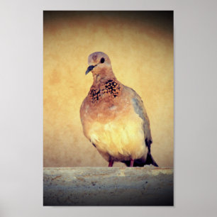 Poster Debonair Dove