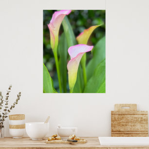 Poster Decoração da casa da foto de Calla Lillies, cor de