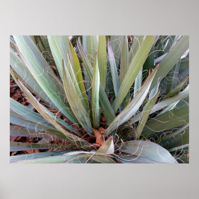 Poster decoração da natureza (Frente)