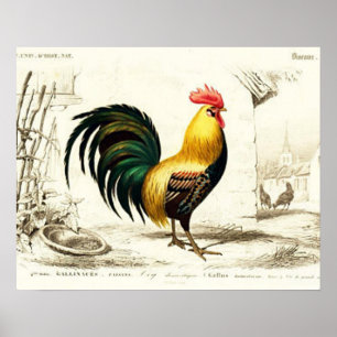 Poster Decoração do muro do Country Rooster Vintage