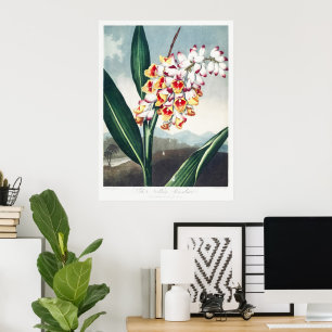 Poster Decoração Floral Exótica Branca Amarela no Estilo