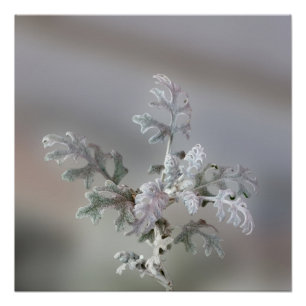 Pôster Decorações de Natal Naturais