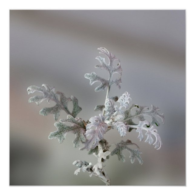 Pôster Decorações de Natal Naturais (Frente)