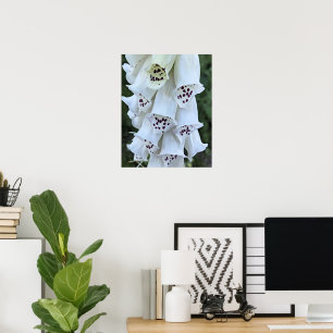 Poster Dedal-de-Rabo-de-Raposa-Branco-Com-Manchas-Rosas F