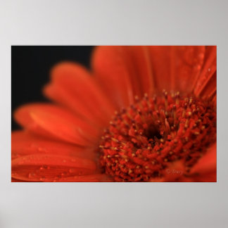 Poster Deep Orange Gerbera